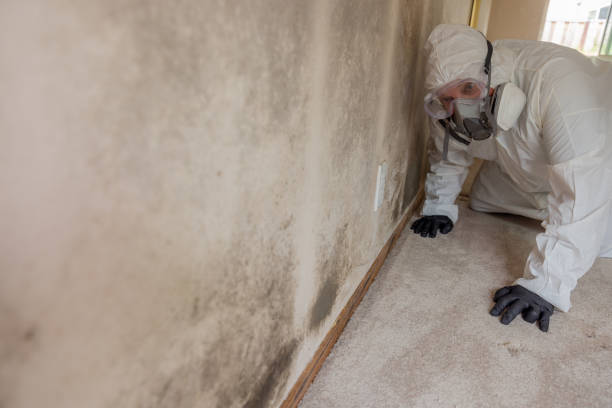 Professional Mold Inspection in San Anselmo, CA